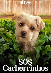 SOS Cachorrinhos
