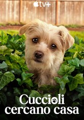 Cuccioli cercano casa