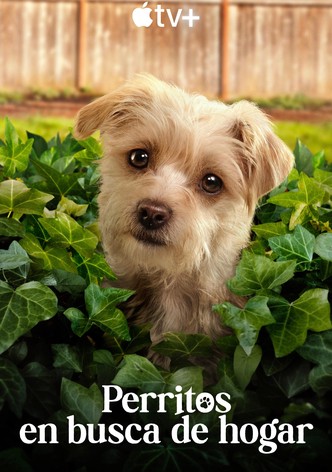Perritos en busca de hogar - Temporada 2