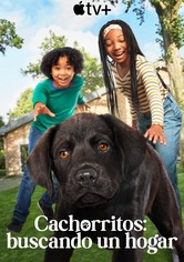 Cachorritos: Buscando un hogar