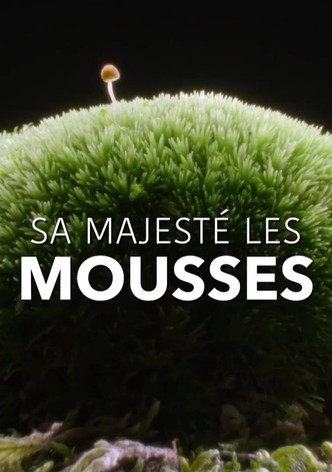 Sa Majesté les mousses