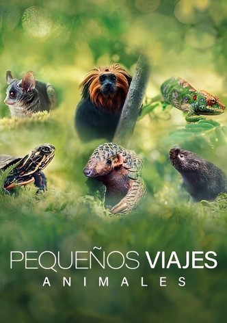 Pequeños viajes animales