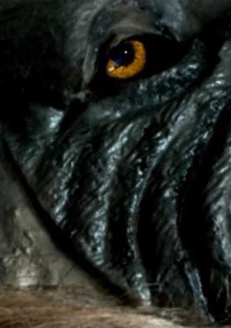 The Werewolf of Chatsford