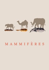 Mammifères
