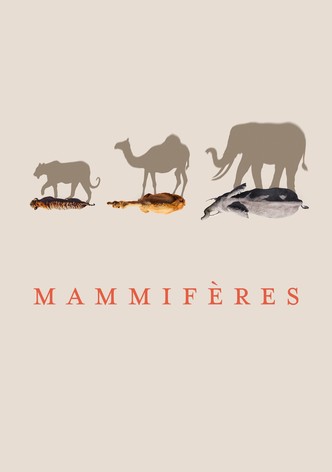Mammifères