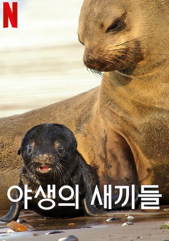 리미티드 시리즈