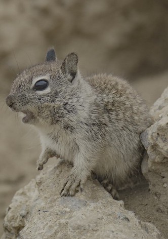 San Diego: America's Wildest City