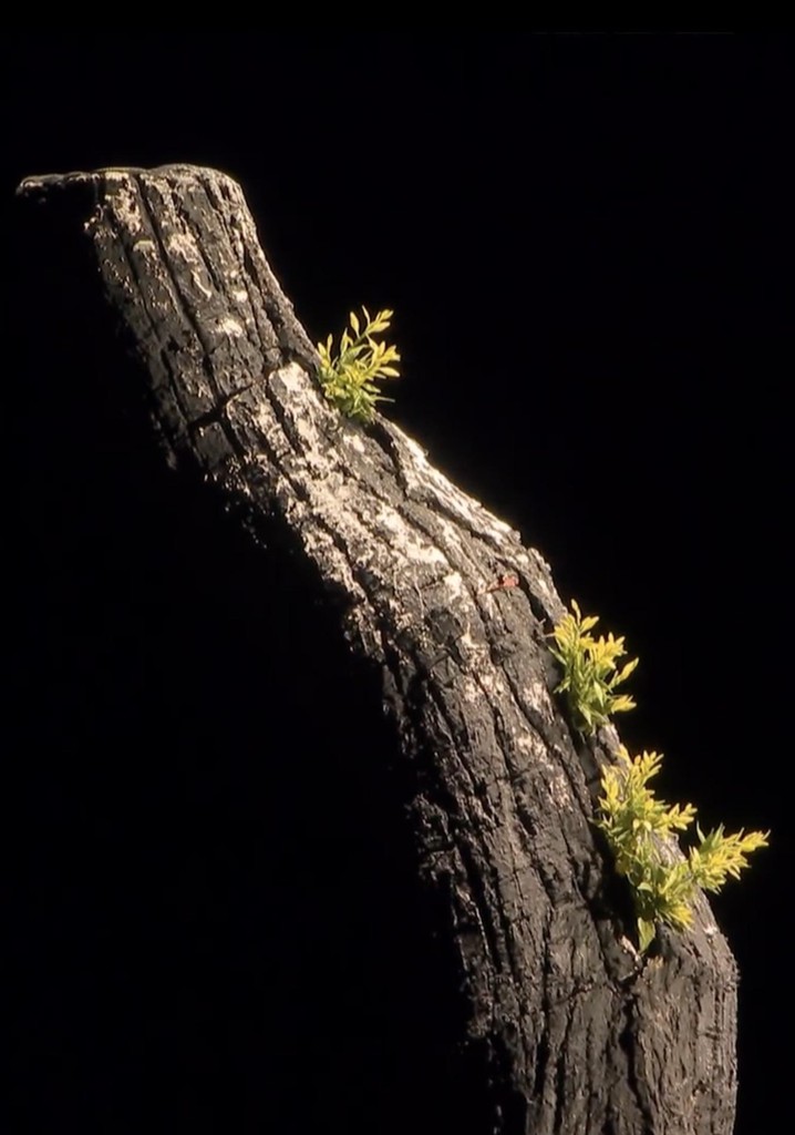 Giuseppe Verdi - La Forza del Destino