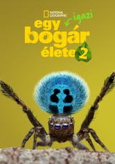 Egy igazi bogár élete