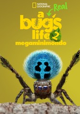 A Real Bug's Life