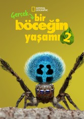 Gerçek Bir Böceğin Yaşamı