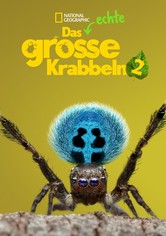 Das echte große Krabbeln