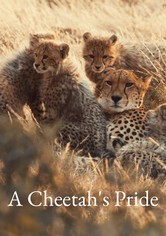 A Cheetah's Pride