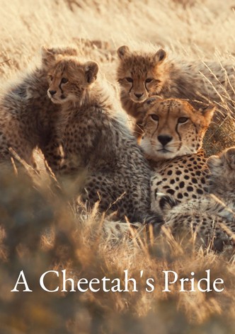 A Cheetah's Pride