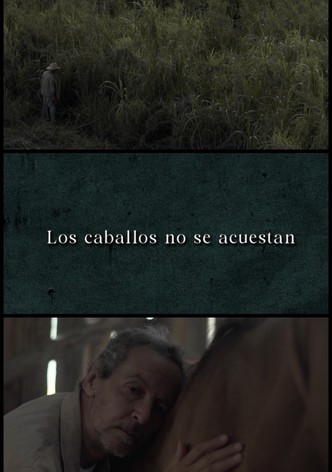 Horses Don’t Lie Down