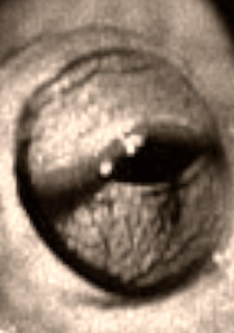 The Scorpion and the Frog