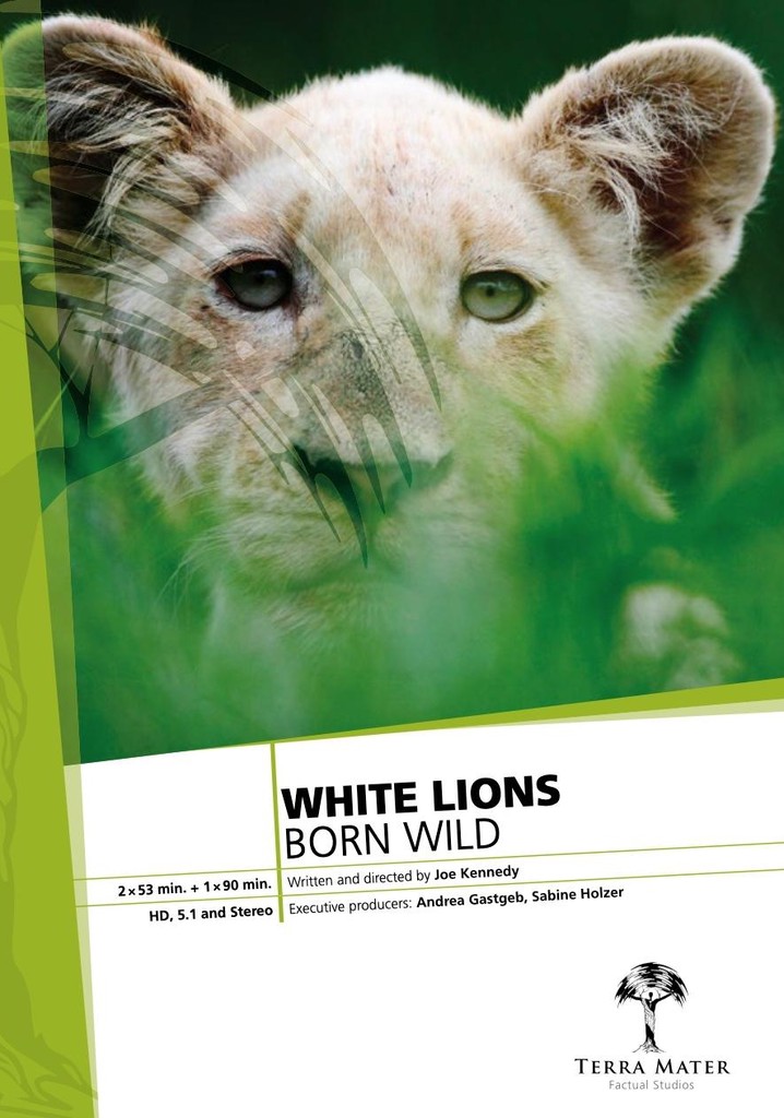 White Lions Born Wild