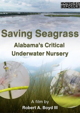 Saving Seagrass: Alabama's Critical Underwater Nursery