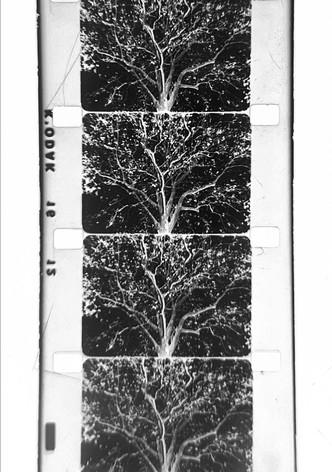 un arbre