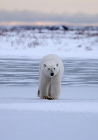 Polar Bear Country