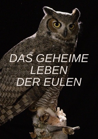 The Secret Life of Owls