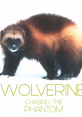 Wolverine: Chasing the Phantom