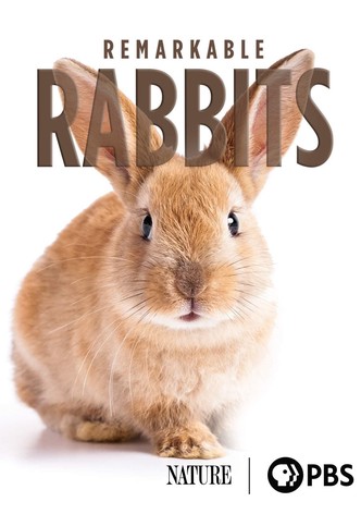 Remarkable Rabbits