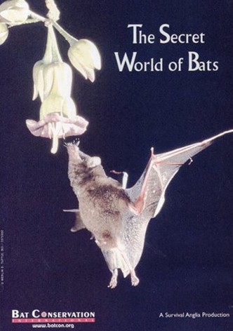 The Secret World Of Bats