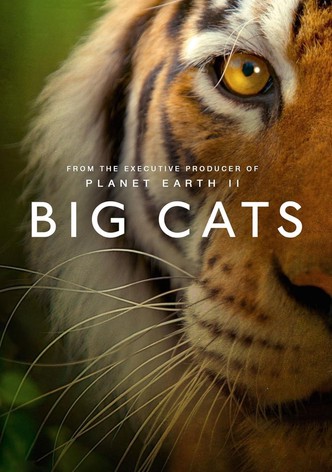Big Cats