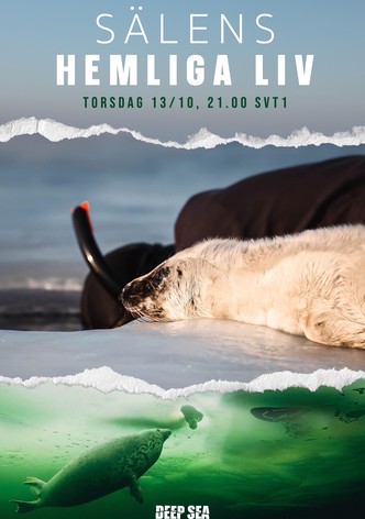 The Secret Life of Seals