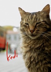 Kedi