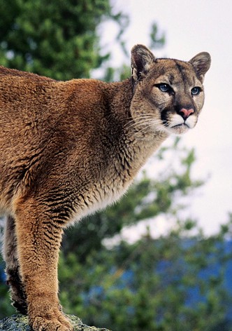 I survived An Animal Attack