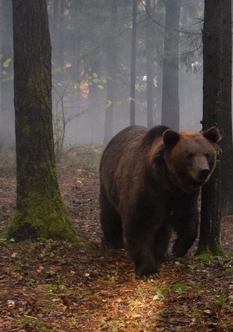 Papa Bear
