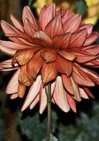 Dahlia