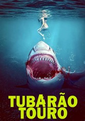 Tubarão Touro