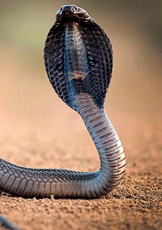 One Million Snake Bites