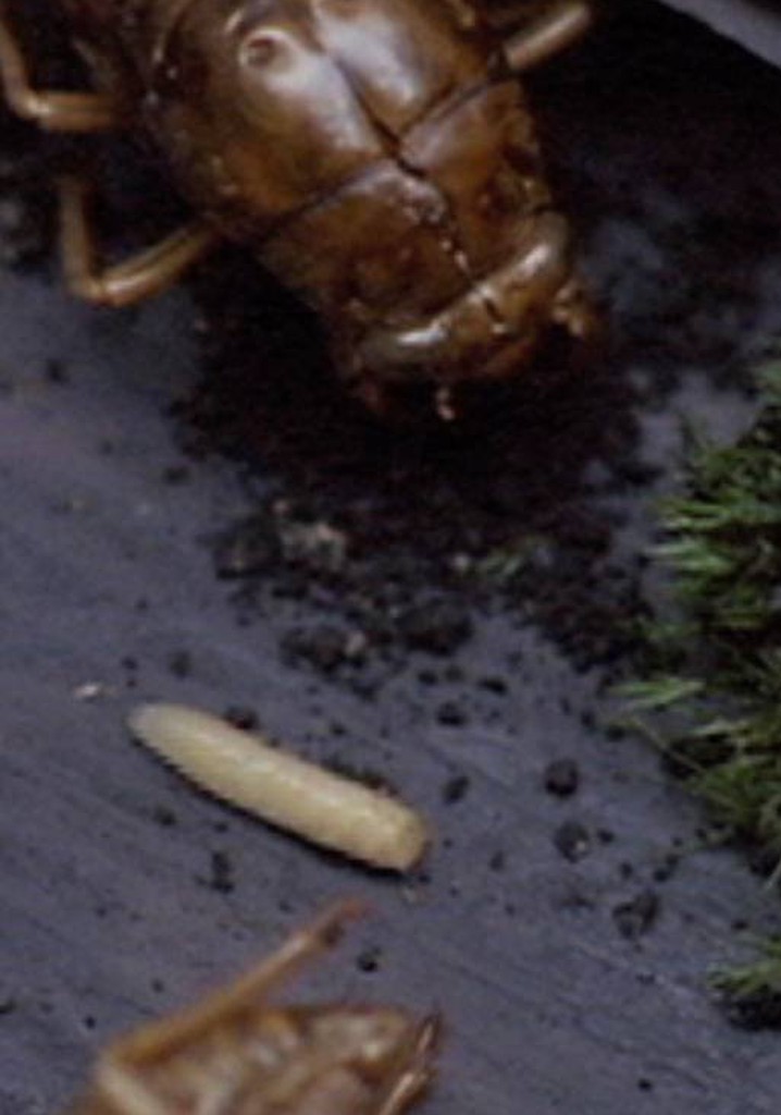 A Story Constructed of 17 Pieces of Space and 1 Maggot