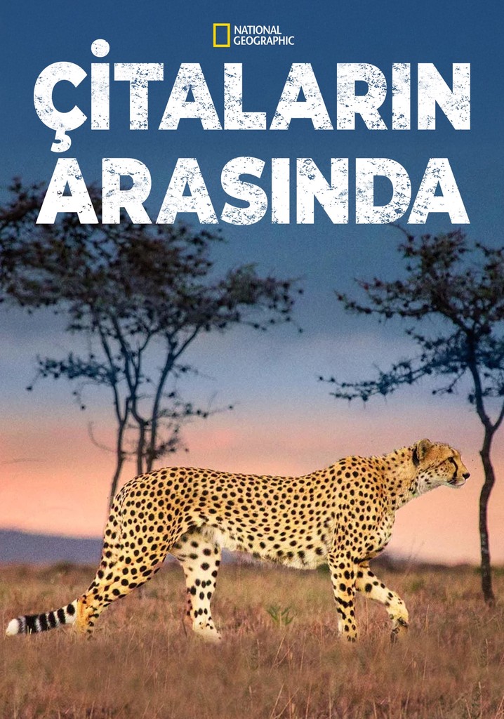 Çitaların Arasında