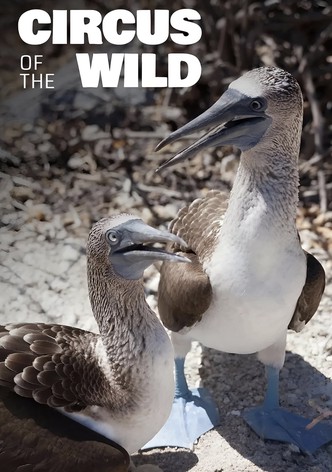 Witzig und wild - Die kuriosen Seiten der Tiere