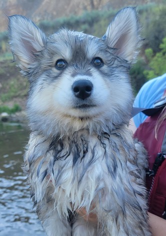 Braving Rapids