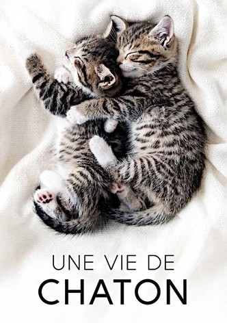 Une vie de chatons