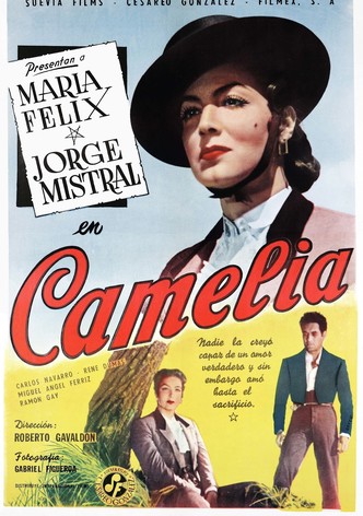 Camelia