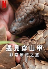 遇见穿山甲：非常疗愈之旅