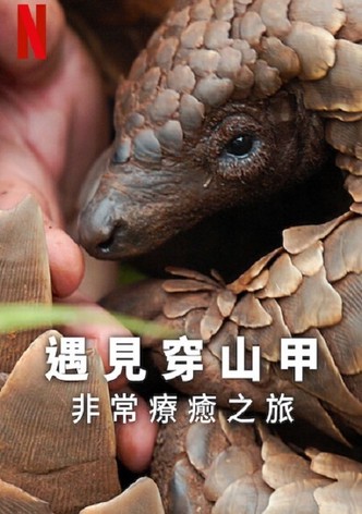 遇见穿山甲：非常疗愈之旅