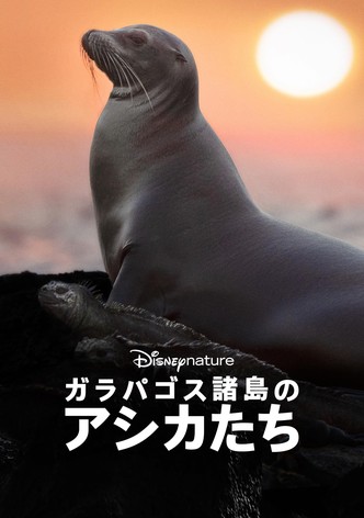 ガラパゴス諸島のアシカたち