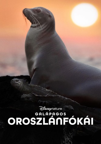 Galápagos oroszlánfókái
