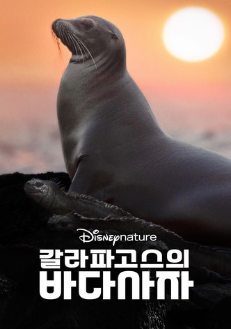 갈라파고스의 바다사자