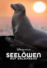 Seelöwen auf Galapagos