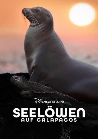 Seelöwen auf Galapagos