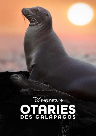 Otaries des Galápagos